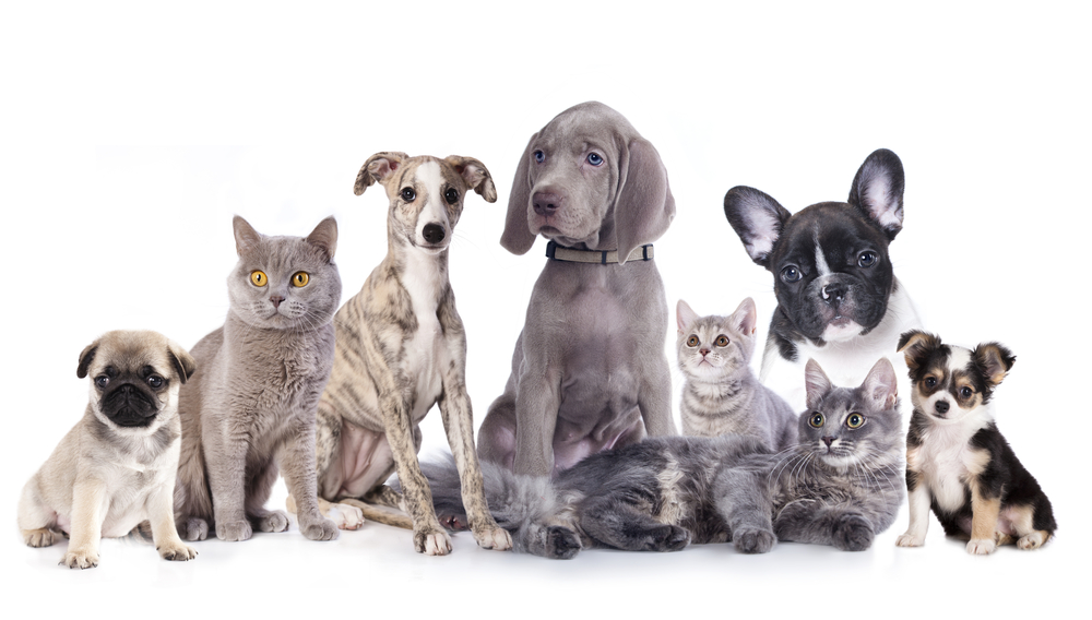 Next generation pet foods